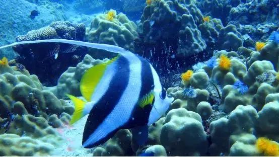 涛岛潜水好吗,去涛岛潜水