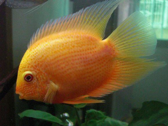 金菠萝鱼为什么这么贵,金菠萝鱼好吃吗