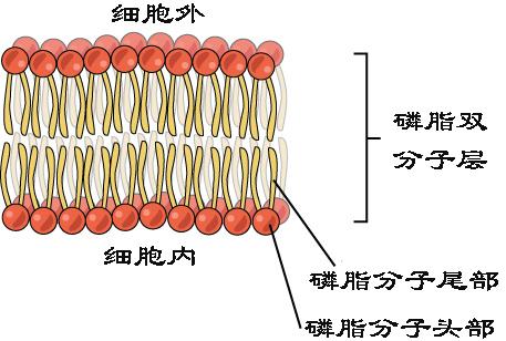 肾炎为什么导致水钠潴留,水钠潴留导致的原因