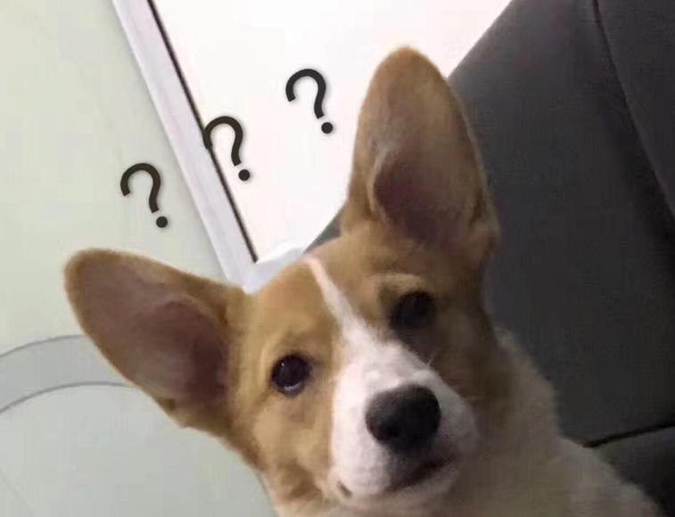 新手养狗100个基本知识,新手养狗狗狗的护食行为怎么纠正