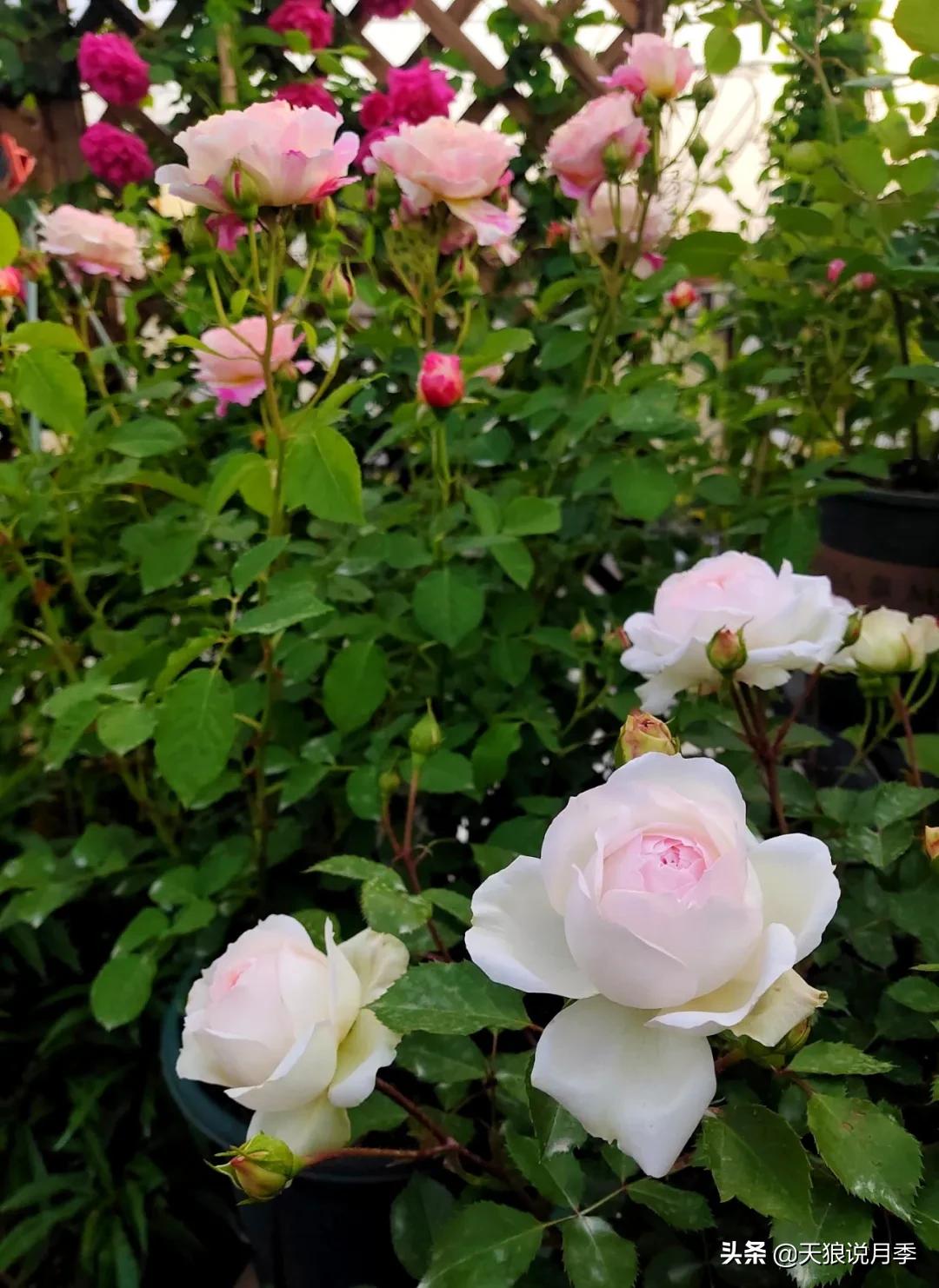 花友家的春花都开爆爆爆了，快来云赏花！（上）