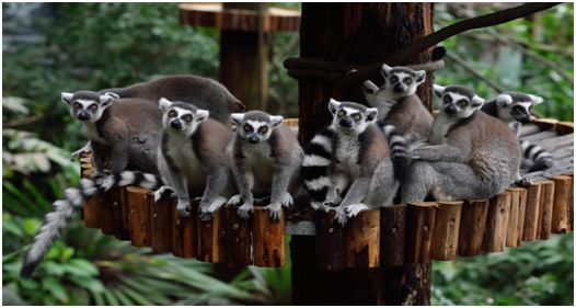 2021国庆节广州长隆野生动物门票,广州长隆野生动物世界门票攻略