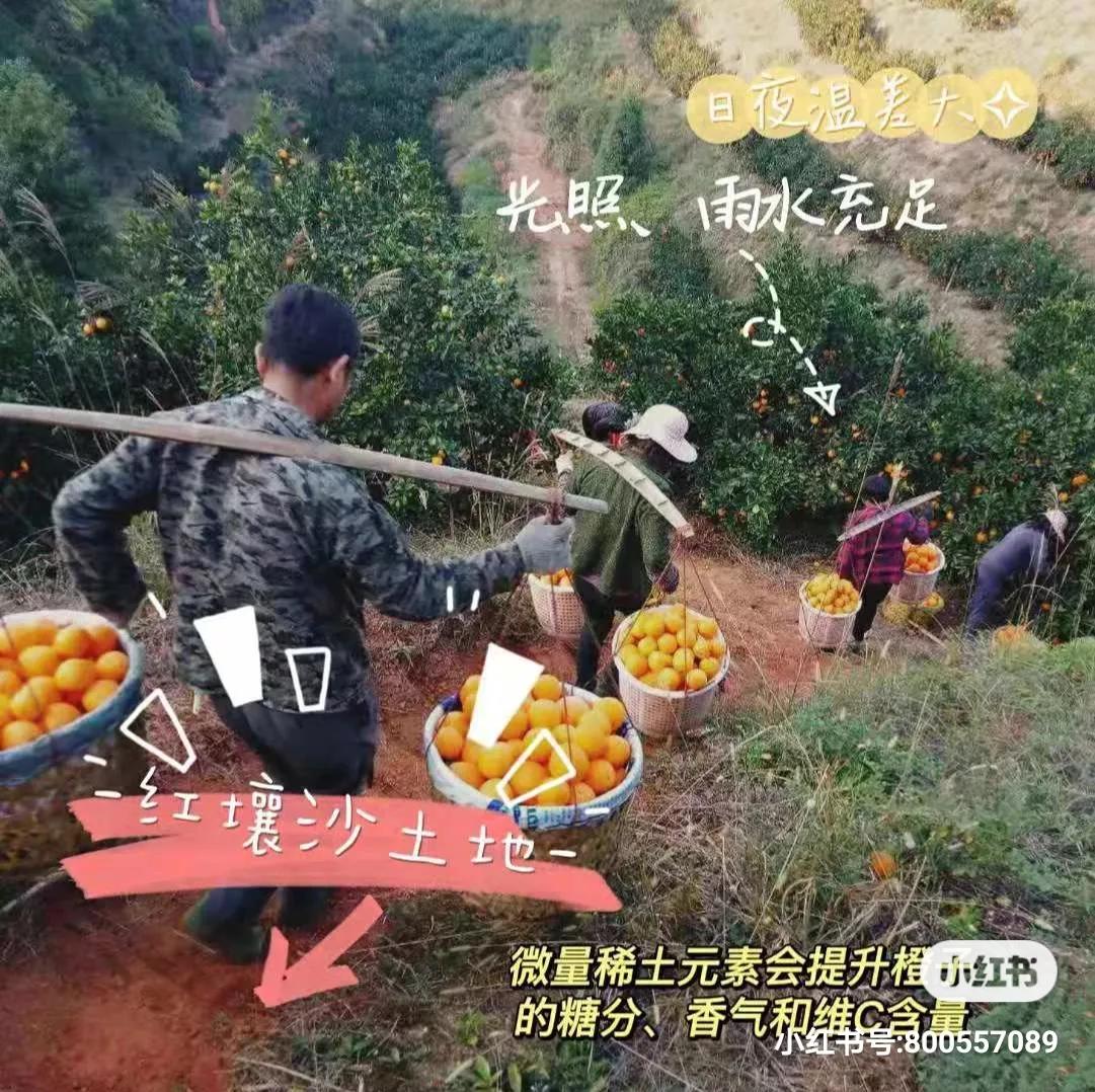 走进赣南脐橙,附近的赣南脐橙