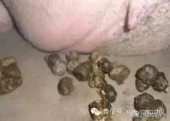 怀孕母猪的饲养管理教程,妊娠母猪最新管理方法