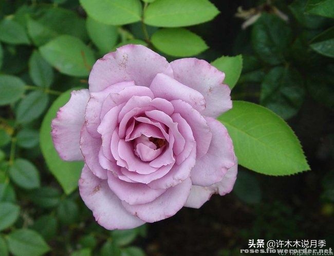 稀有月季蓝色妖姬,颜色比较稀有月季有哪些品种