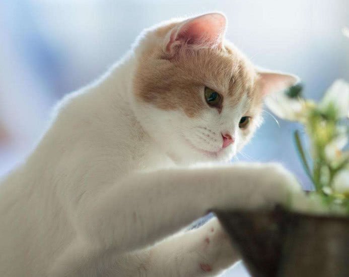 拽猫咪后腿的危害,拽猫尾巴的后果