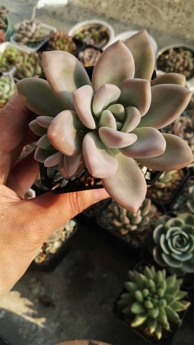 多肉植物烂肉怎样处理,预防多肉根部腐烂的方法