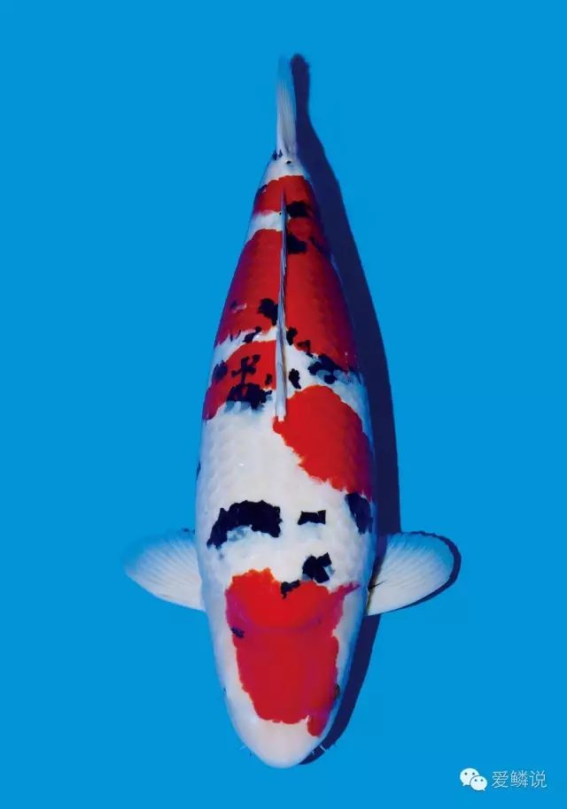 这份冬季锦鲤的“福音”送给你,别让一年辛苦付诸“冬”流