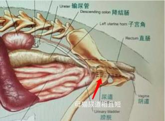 兽医治疗疾病的方法大全,治疗猫咪泌尿疾病吃什么药