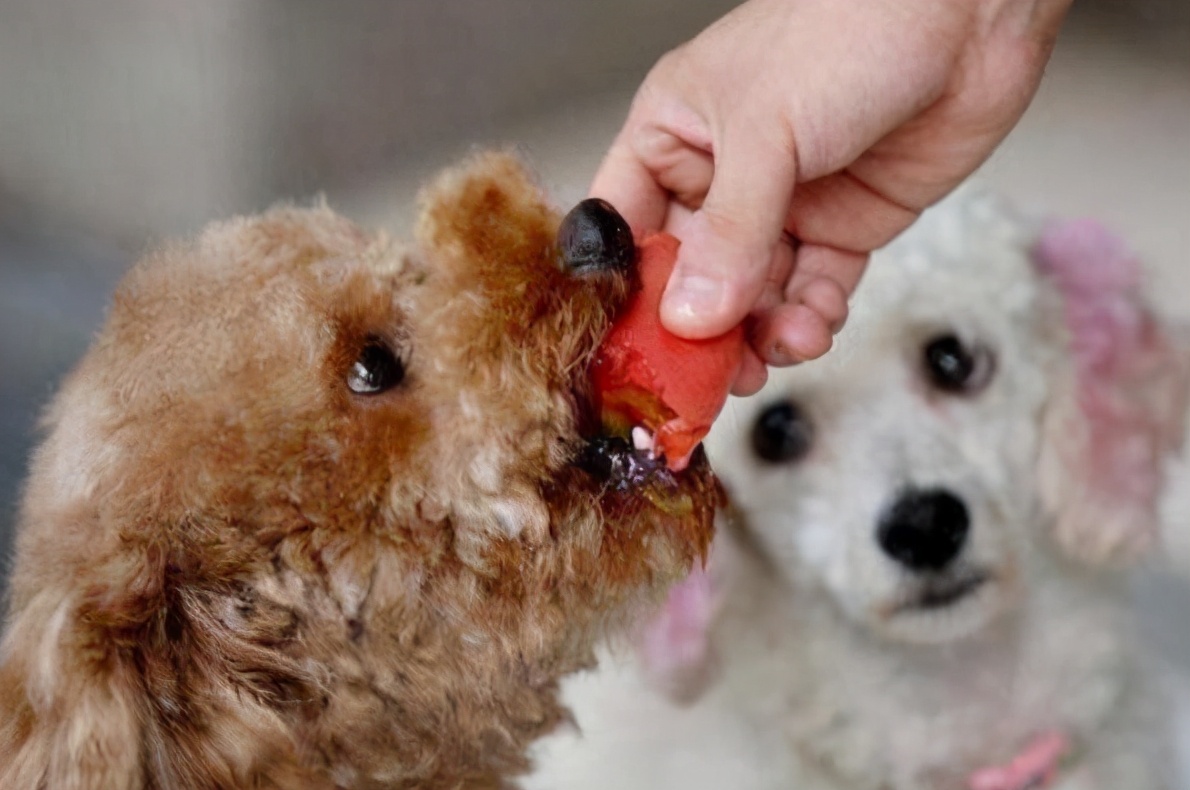 新手养狗100个基本知识,新手养狗狗狗的护食行为怎么纠正