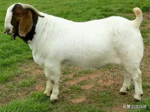 养羊夏天怎么防蚊虫,养羊平时要不要保健