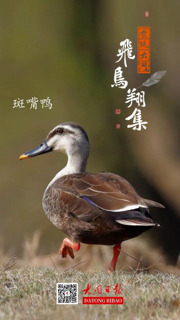 涂上黄色的“润唇膏”，TA就是野鸭中最靓的仔