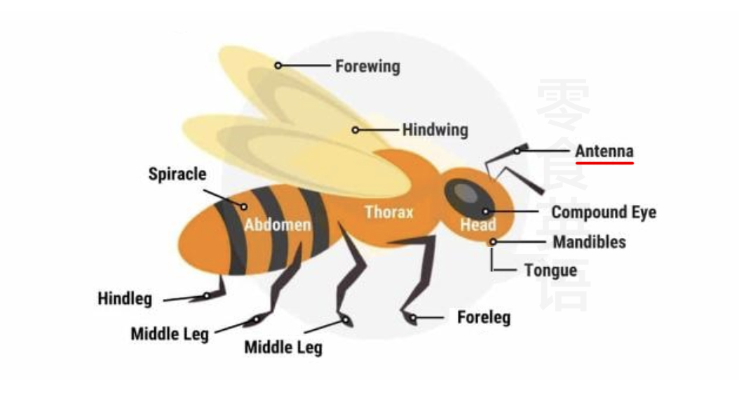 蜜蜂身体部位的英文,蜜蜂的各个部位名称