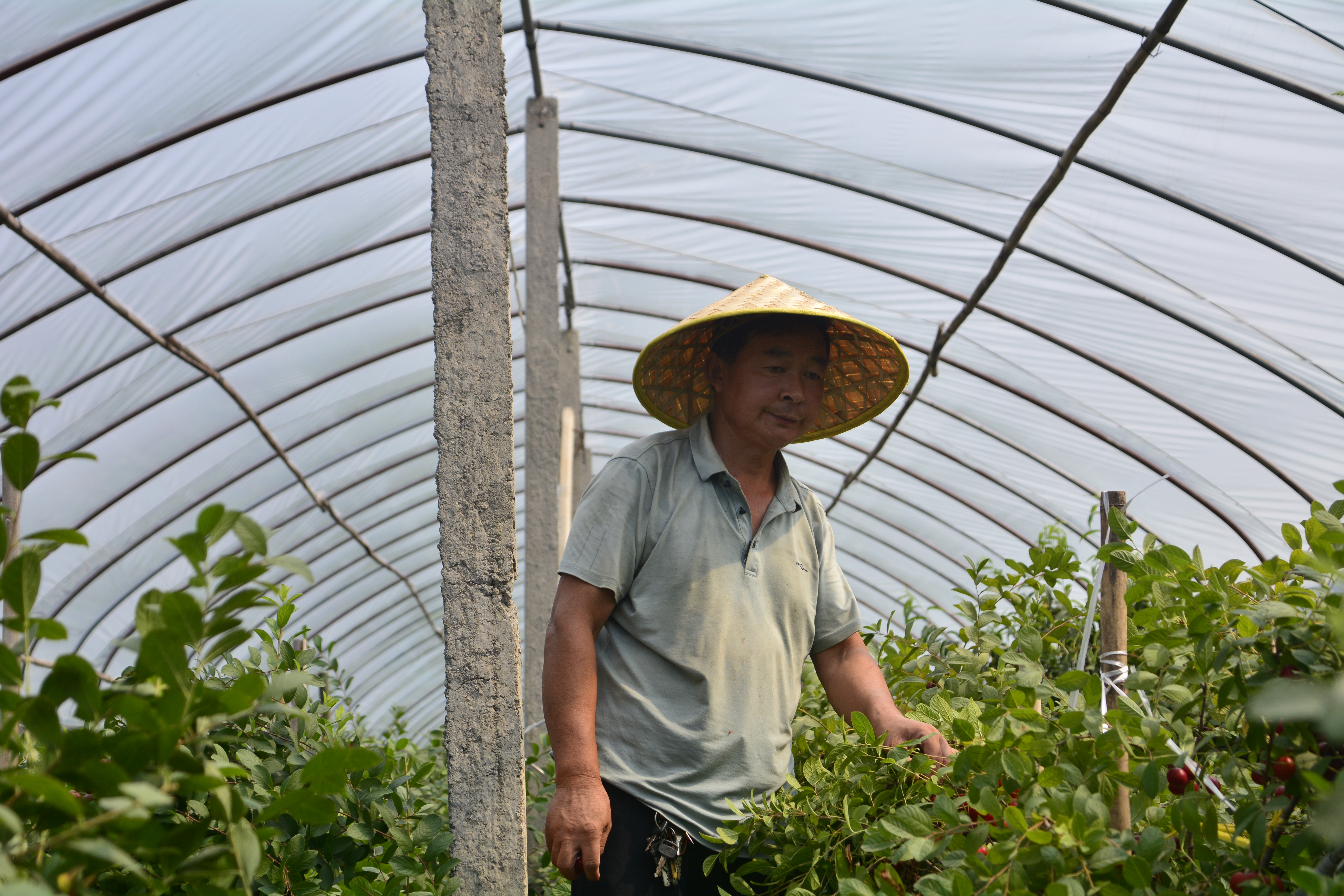 中国原产农村野果,中国野果骗局揭秘