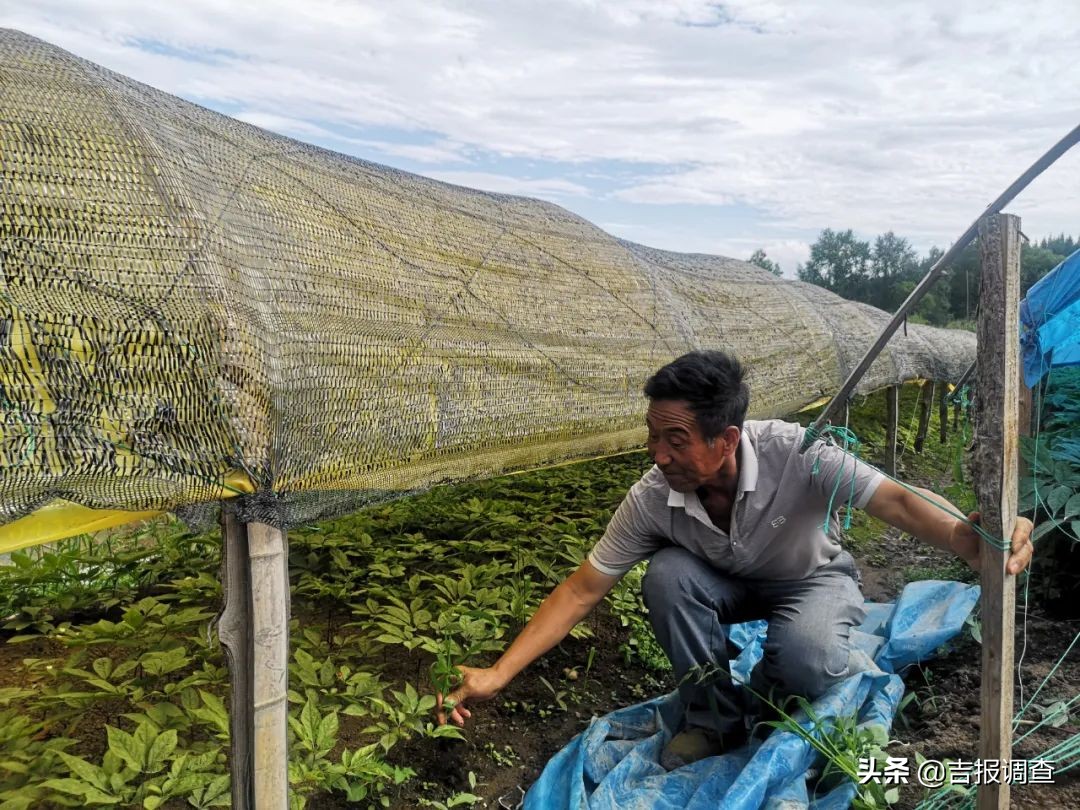 参农的感受,参农带你了解人参知识