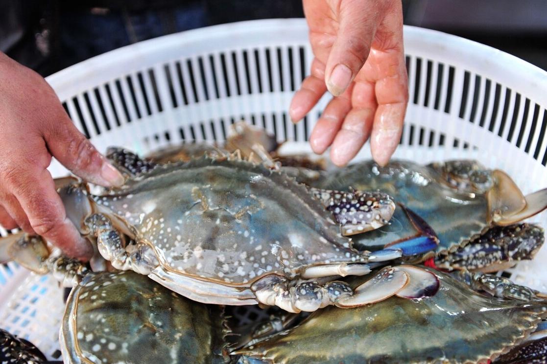 死螃蟹不能吃是指河蟹还是海蟹,哪种螃蟹可以吃哪种螃蟹不能吃