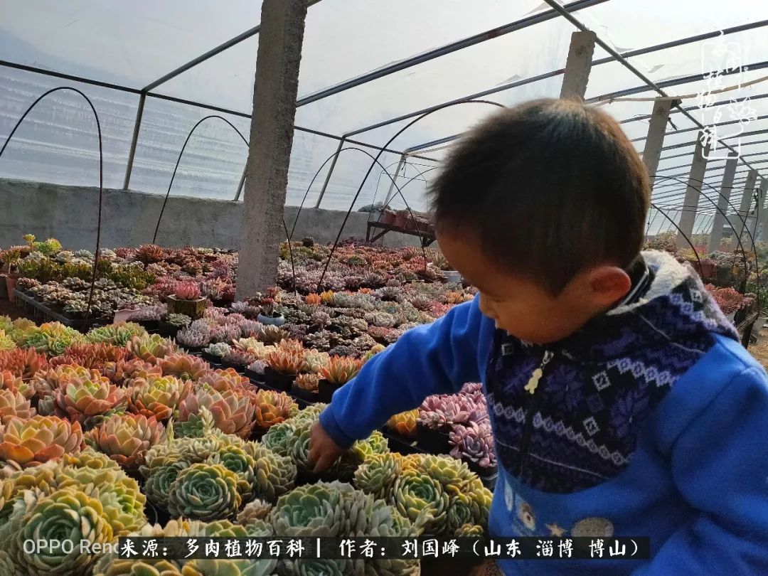 冬季室温20度以上多肉怎么养,贵的不一定就是好的便宜的
