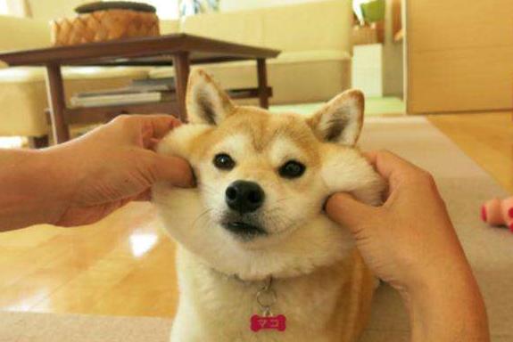 最旺主人的宠物狗品种有哪些,最受欢迎的小型宠物狗排行榜