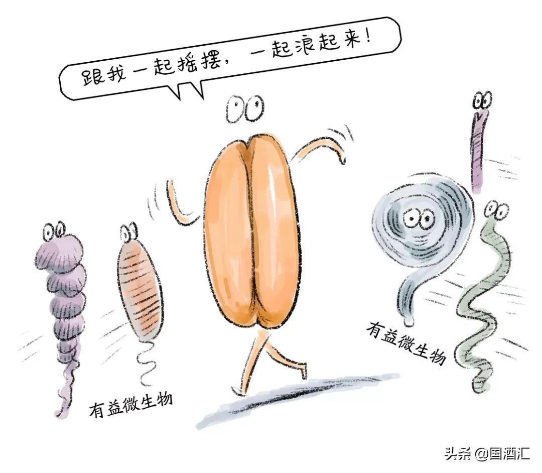 高粱和小麦酿酒口感好吗,高粱和小麦一起酿酒好喝吗