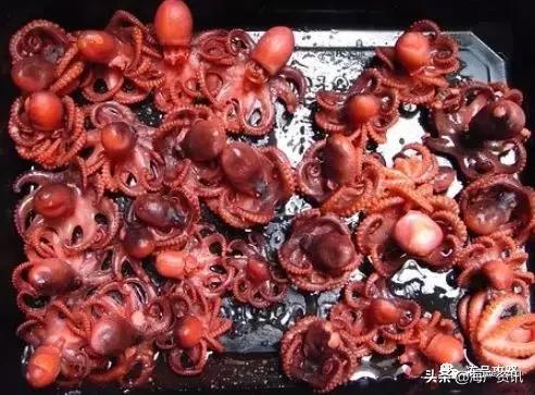 章鱼八爪鱼鱿鱼墨鱼乌贼怎么区分,乌贼章鱼鱿鱼的区别图解