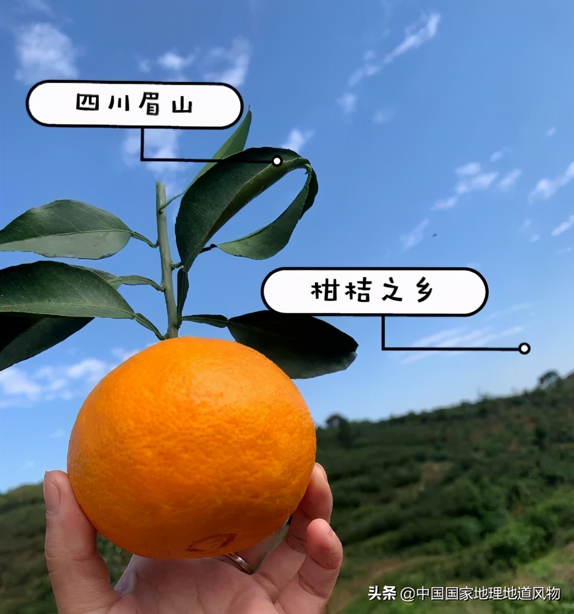 真正的果冻橙到底是皮薄还是厚,什么样的果冻橙好吃