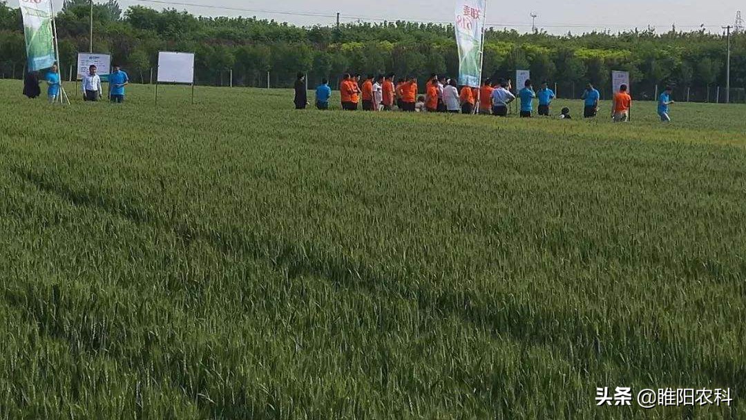 控制小麦旺长用什么药最好,小麦控旺多效唑用量多少克