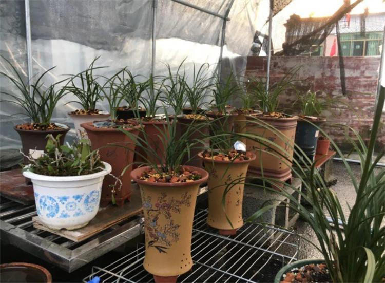 花叶发黄应该怎么办?从5个方面做出调整,十有八九能挽救回来