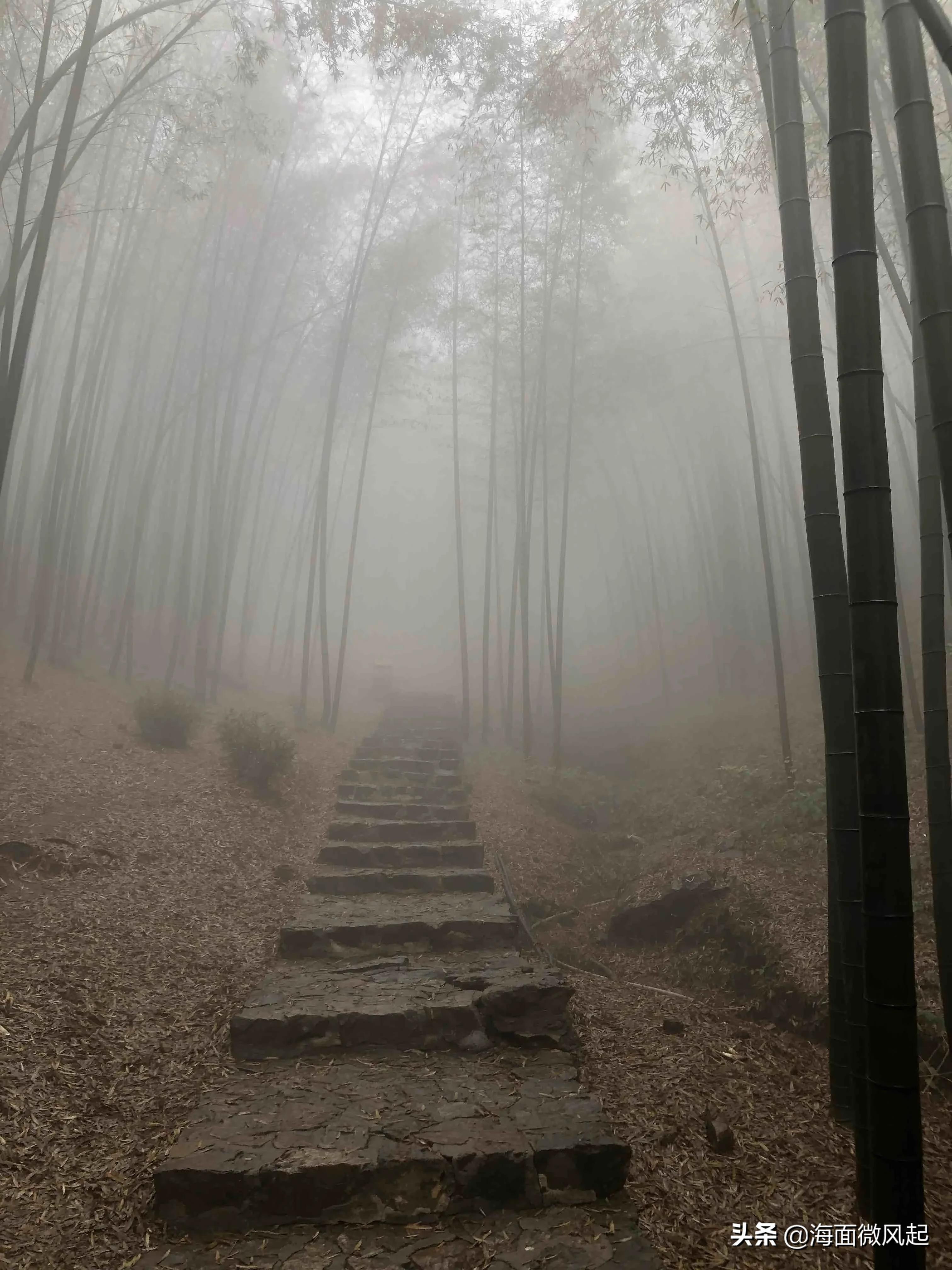 湖北宜兴竹海天然氧吧,宜兴天然氧吧森林公园