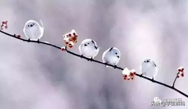 这些动物小时候太可爱简直萌化了,世界十大最受欢迎的动物