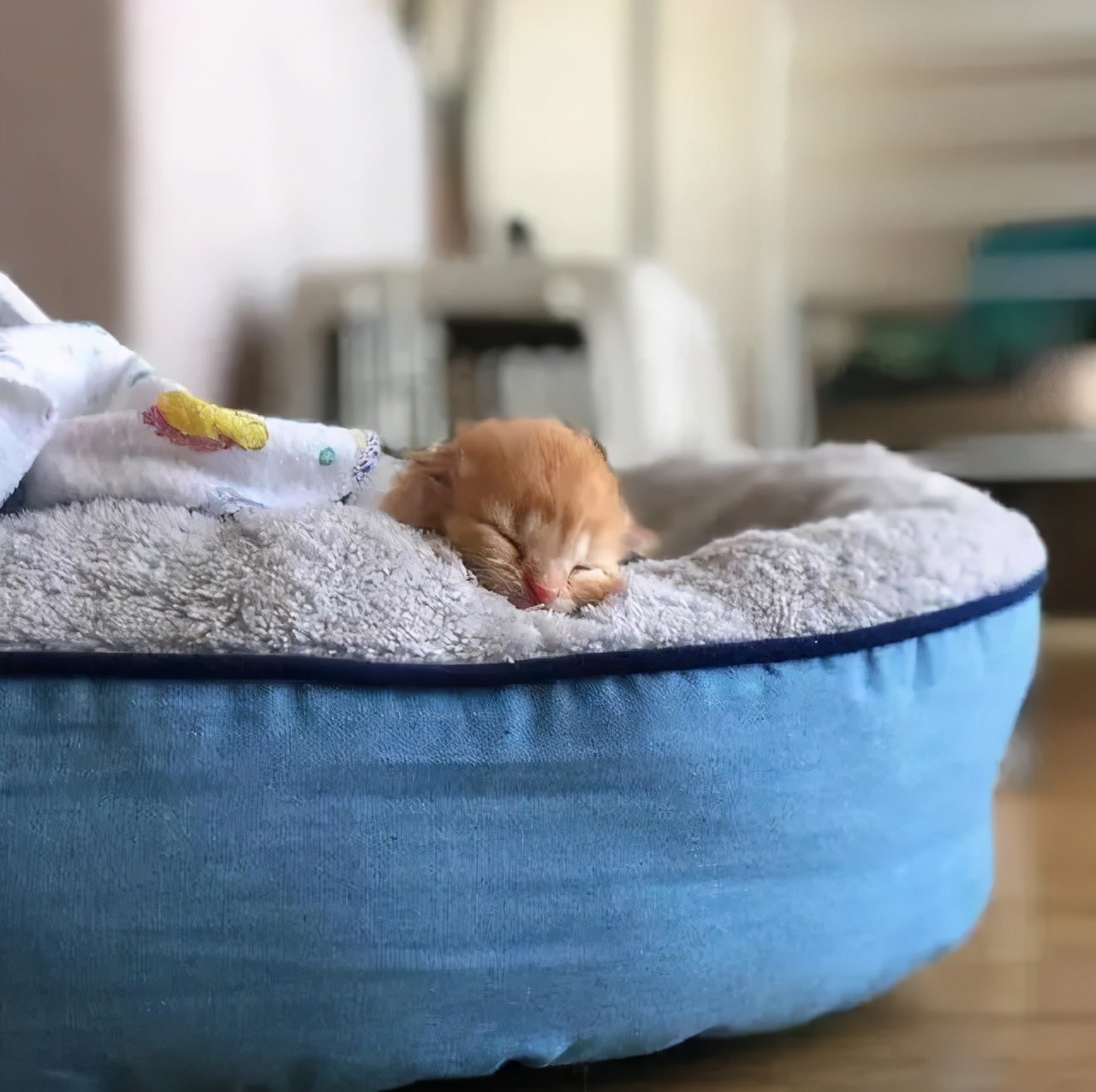 刚出生的小奶猫有多可爱,小奶猫幼崽可爱到犯规