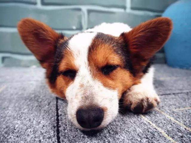 柯基生病了吃什么可以好,柯基幼犬生病了怎么办