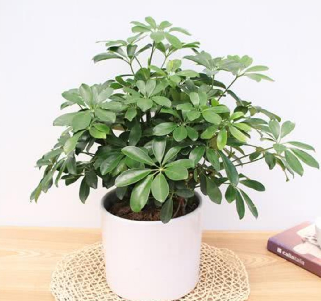 最适合放在室内净化空气的植物,哪些植物可以美化环境