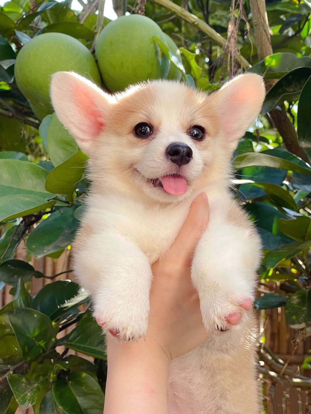 柯基养成大法居然要注意这些细节,柯基正确养成方法