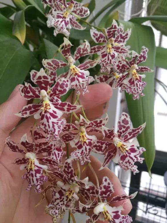 哪种兰花易开花又好养,最容易开花的兰花一年开多次