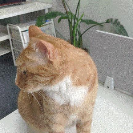 如果一直盯着时间看会发生什么,为啥不能盯着猫咪的眼睛看