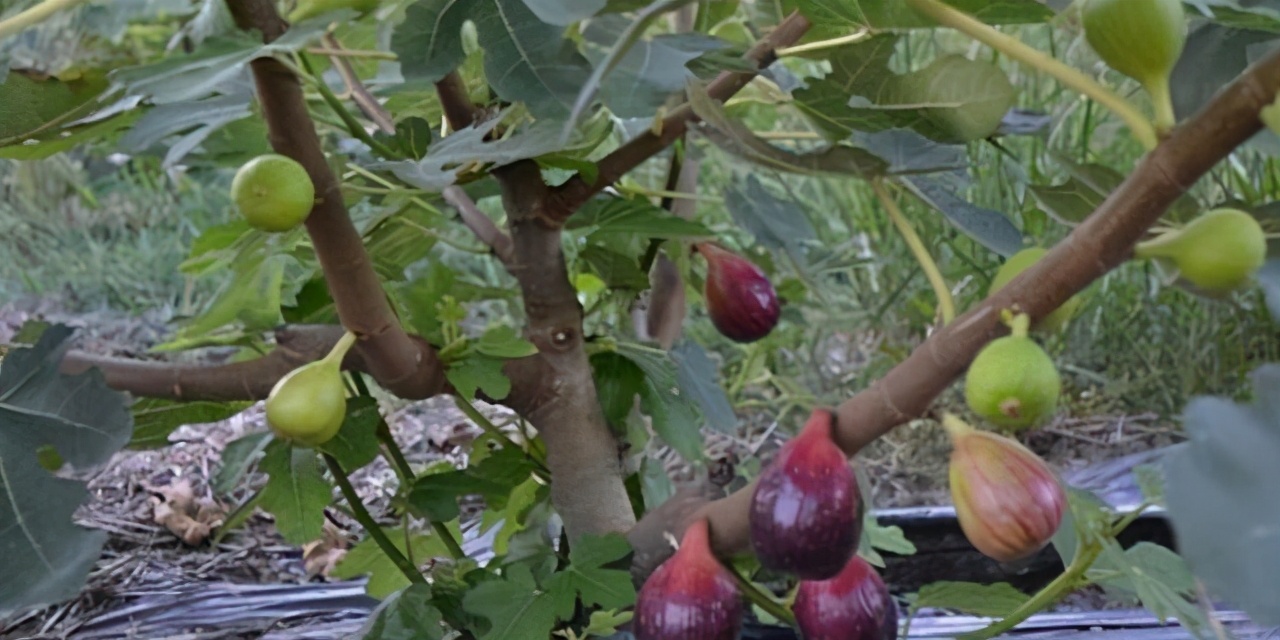 无花果怎么种口感才好吃,怎样挑选成熟的无花果