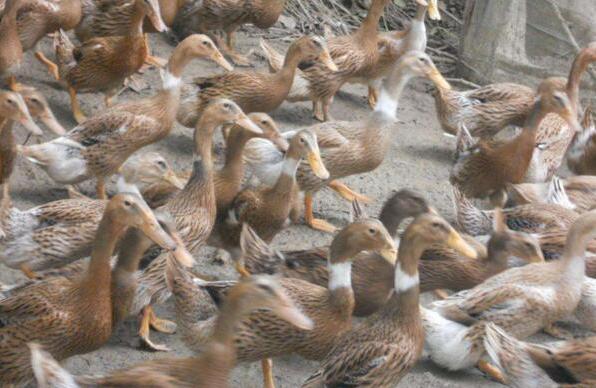 养鸭人必读，鸭传染性浆膜炎的症状及防治