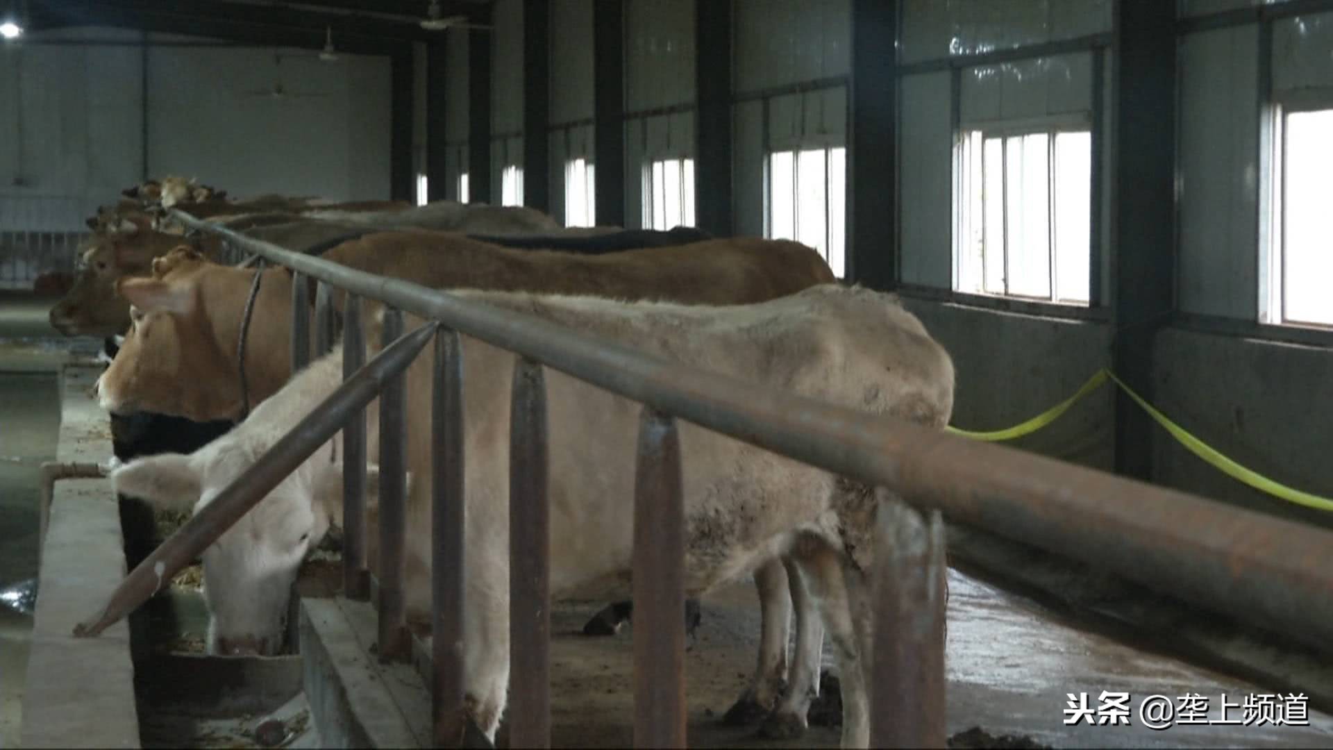 兵哥哥家禽养殖,兵哥哥教你养猪