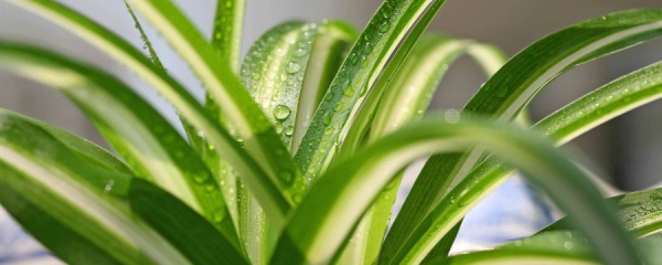 金鱼吊兰黄叶掉叶,吊兰扦插的方法