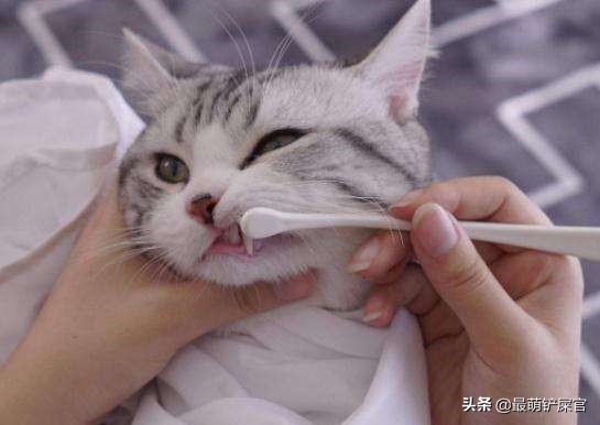 猫有牙周炎该怎么治疗,猫咪牙周炎掉牙了还需要治疗吗