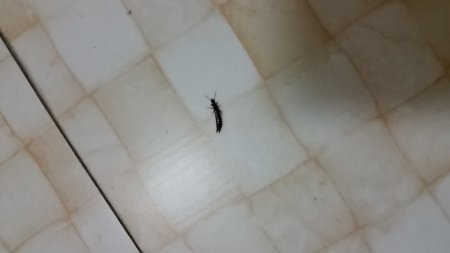 卫生间有虫子怎么除去,卫生间有虫子怎么消灭最快