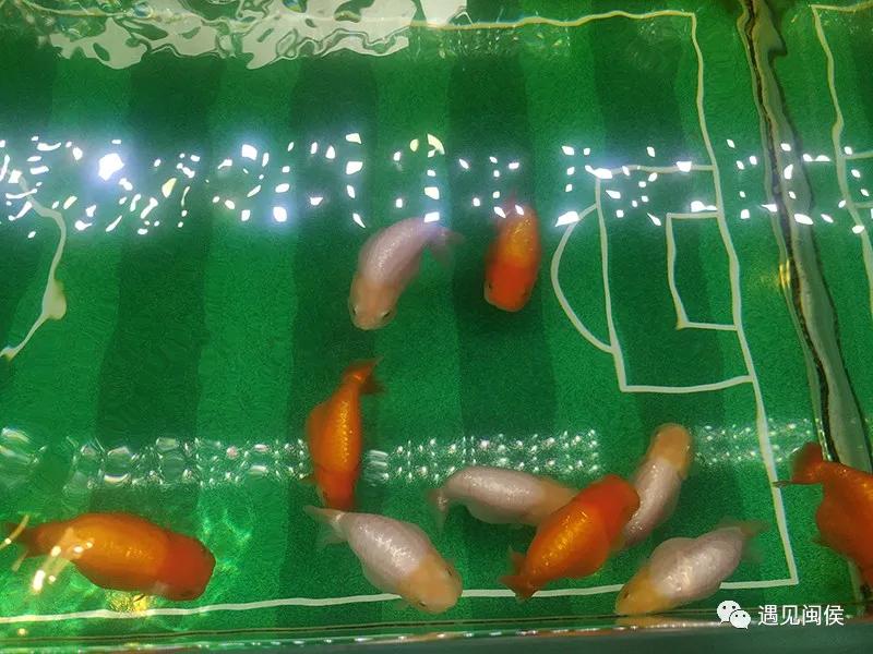 见过会踢足球的闽侯金鱼吗？盘它