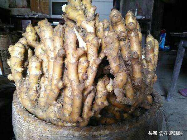 姜种植什么时候发芽好吃,大姜生长多长时间就可以收获