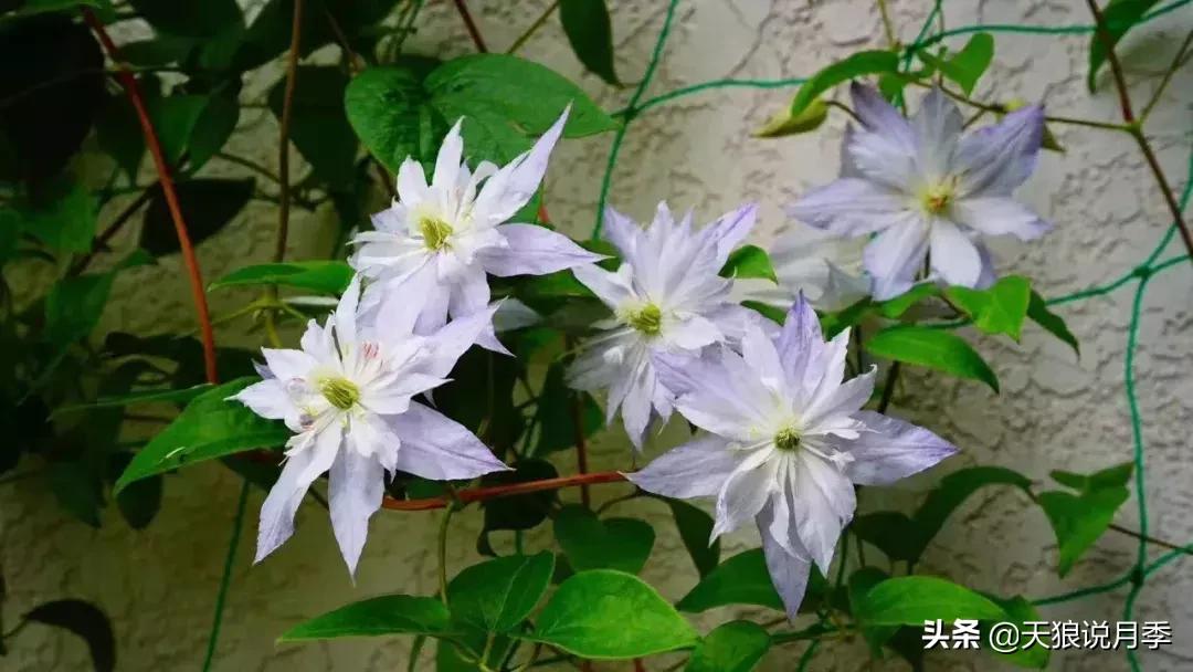 露台打造花海,她用10年改造庭院