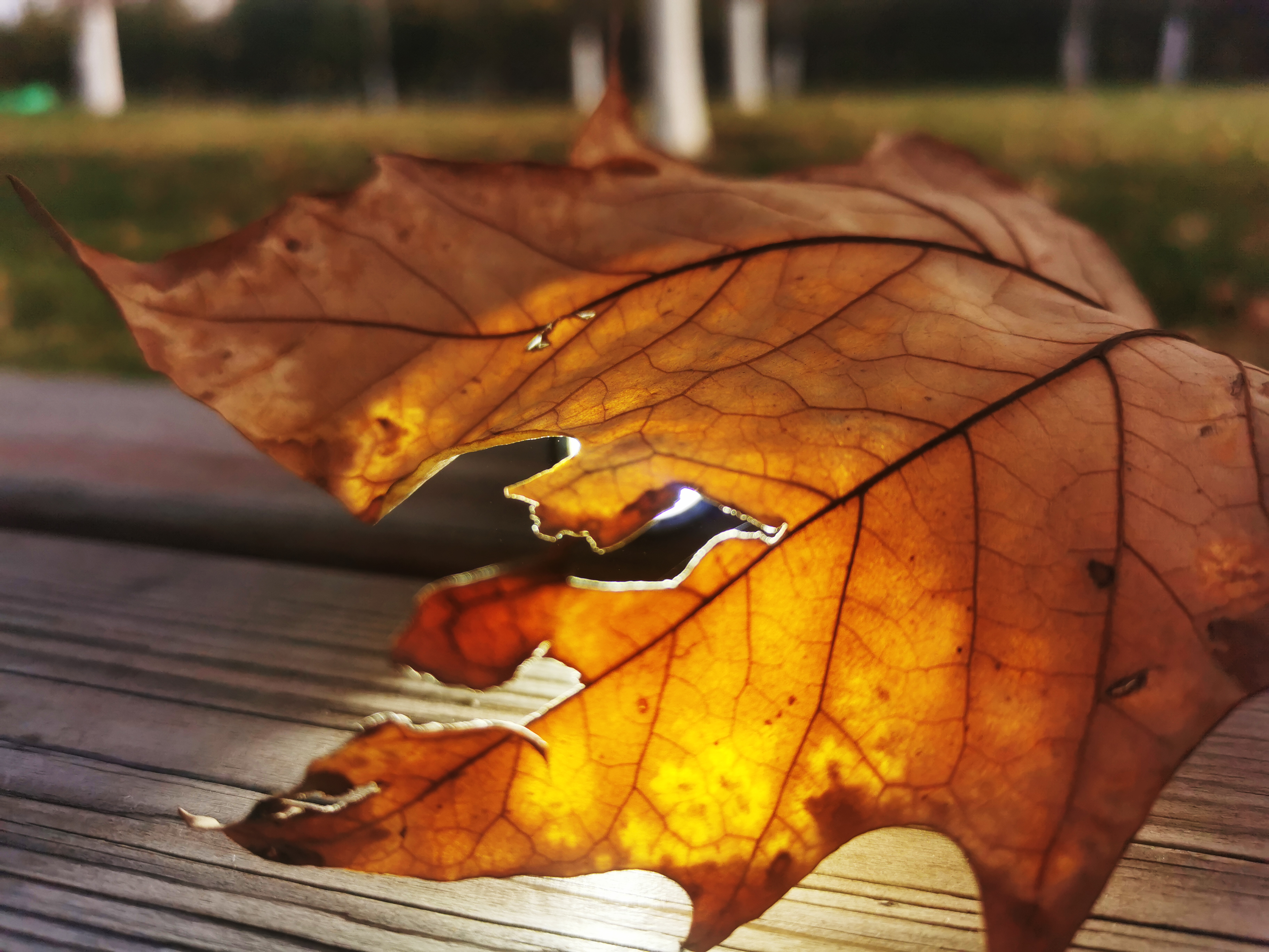 户外手电也能杀菌？FenixLD32手电化身成为抗疫EDC