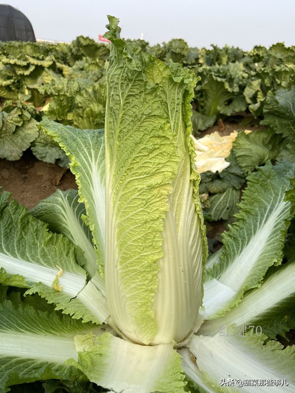 十字花科蔬菜种子,十字花科蔬菜名单