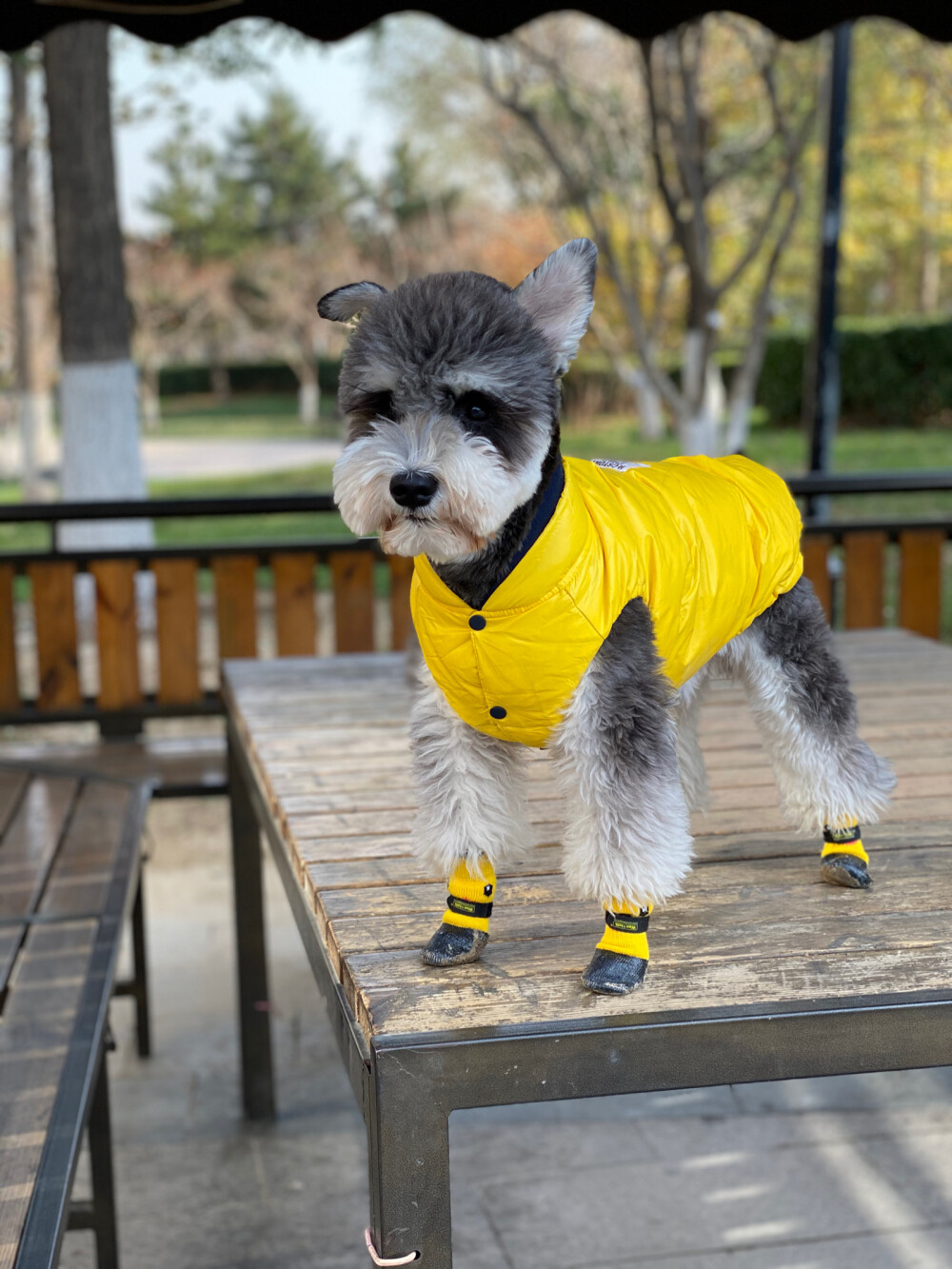 哪个品种的狗狗又好养又乖巧懂事,什么品种的狗狗适合有孩子家庭养