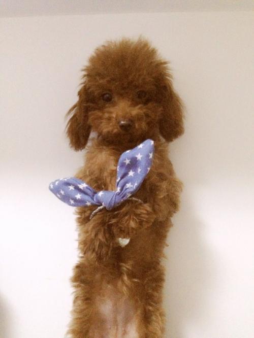 怎样训练泰迪不咬人,泰迪定点大小便训练