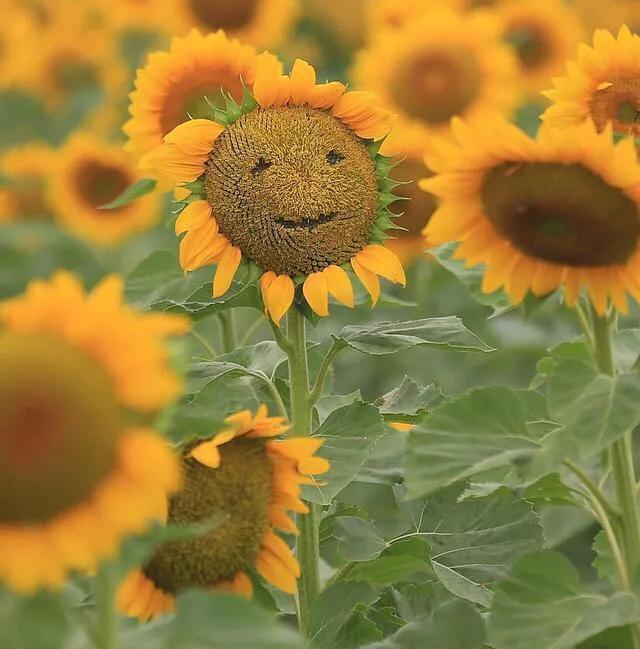 牡丹是国花象征着富贵,日本国花菊花象征什么