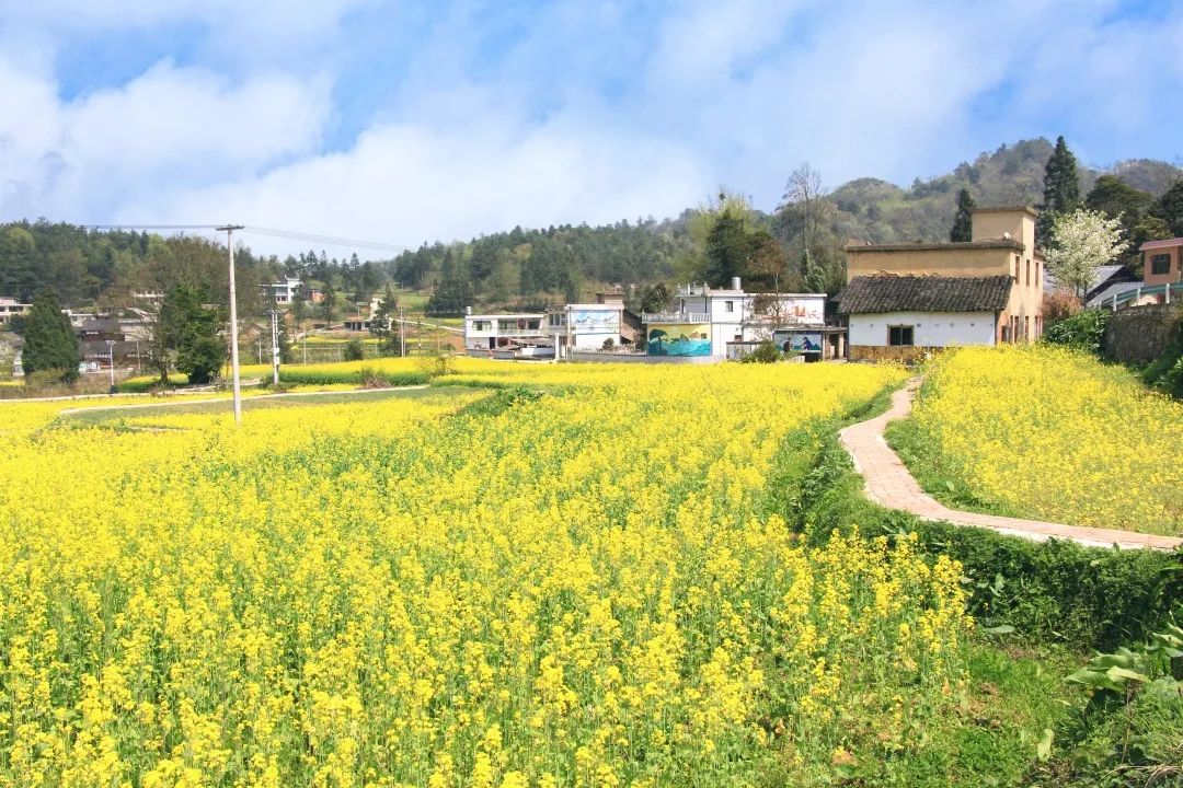 赏春图鉴丨赏花海、品清茶、尝美食...乌当百宜镇这条宝藏春游线路,就等你来打卡啦!